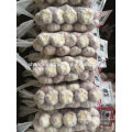 Ail blanc normal 10 kg par carton 2017 Chine Jinxiang ail frais